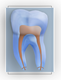 Link to Boston Endodontics home page